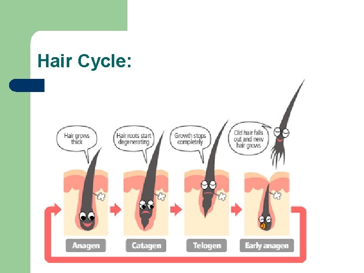 Hair Cycle: 