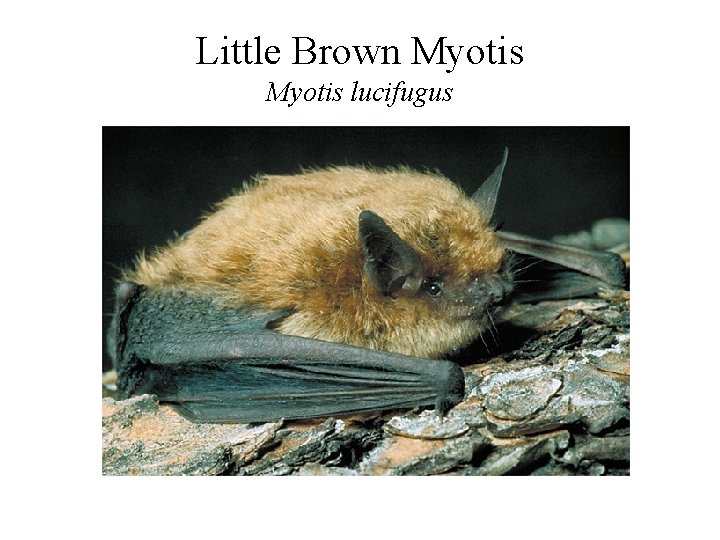 Little Brown Myotis lucifugus 