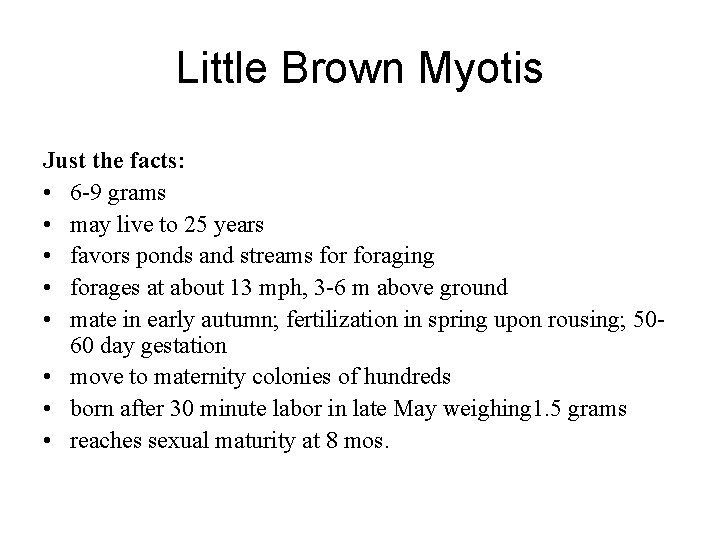 Little Brown Myotis Just the facts: • 6 -9 grams • may live to
