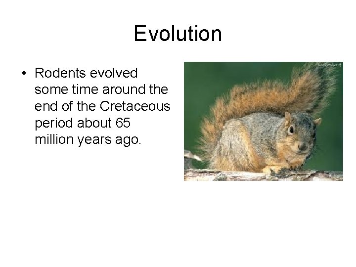 Evolution • Rodents evolved some time around the end of the Cretaceous period about