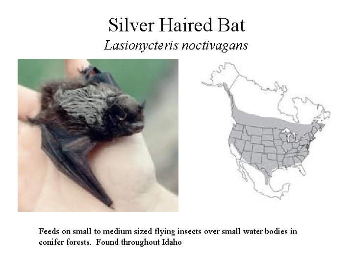 Silver Haired Bat Lasionycteris noctivagans Feeds on small to medium sized flying insects over