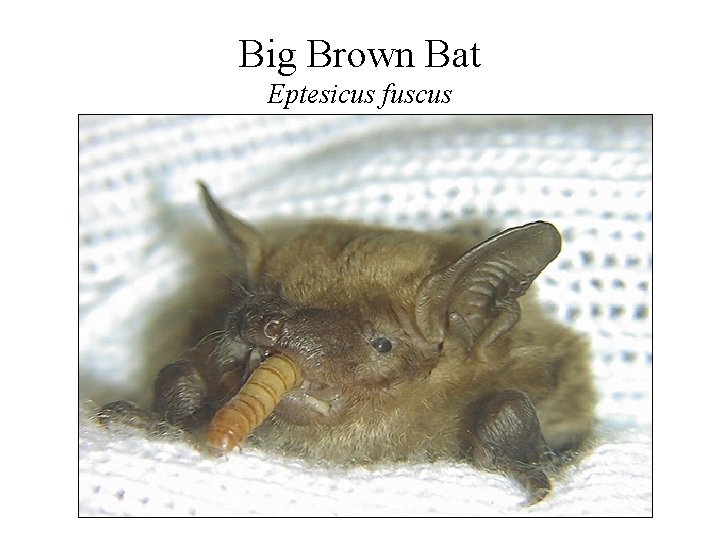 Big Brown Bat Eptesicus fuscus 