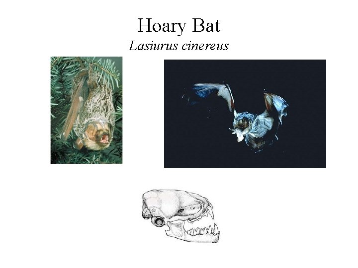 Hoary Bat Lasiurus cinereus 