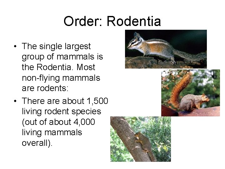 Order: Rodentia • The single largest group of mammals is the Rodentia. Most non-flying