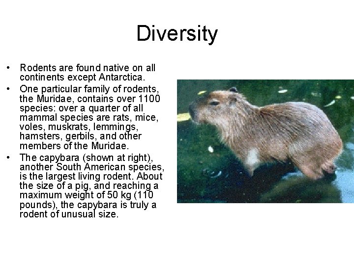 Diversity • Rodents are found native on all continents except Antarctica. • One particular