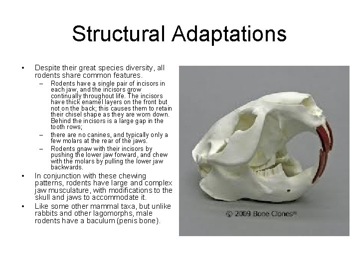 Structural Adaptations • Despite their great species diversity, all rodents share common features. –
