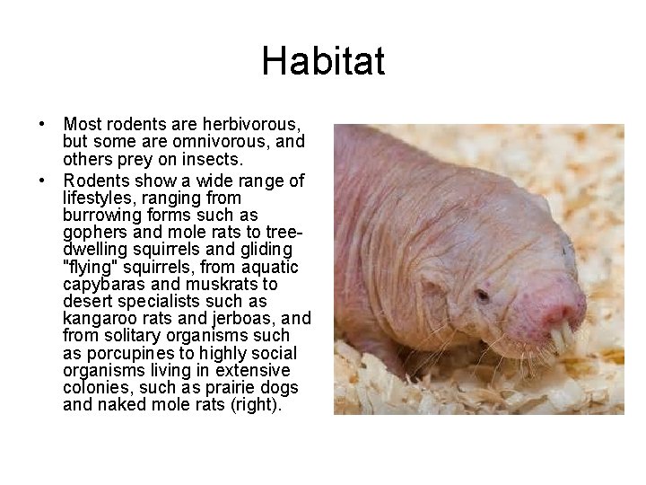 Habitat • Most rodents are herbivorous, but some are omnivorous, and others prey on