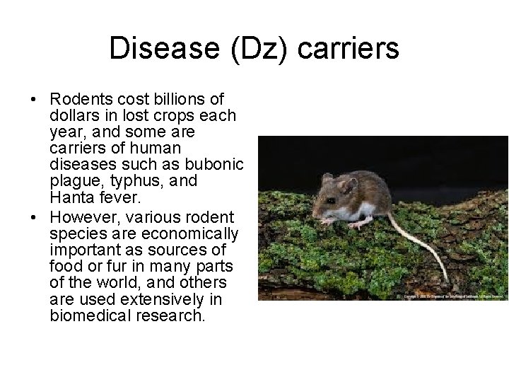 Disease (Dz) carriers • Rodents cost billions of dollars in lost crops each year,