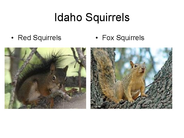 Idaho Squirrels • Red Squirrels • Fox Squirrels 