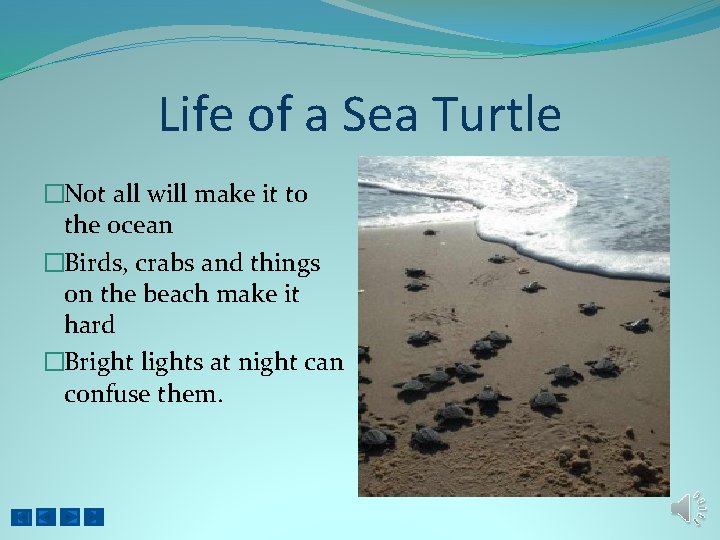 Life of a Sea Turtle �Not all will make it to the ocean �Birds,