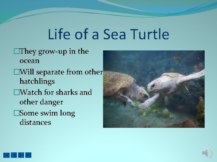 Life of a Sea Turtle �They grow-up in the ocean �Will separate from other