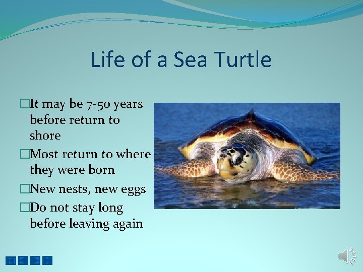 Life of a Sea Turtle �It may be 7 -50 years before return to