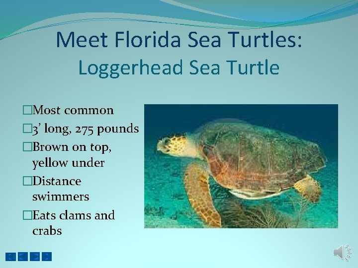 Meet Florida Sea Turtles: Loggerhead Sea Turtle �Most common � 3’ long, 275 pounds