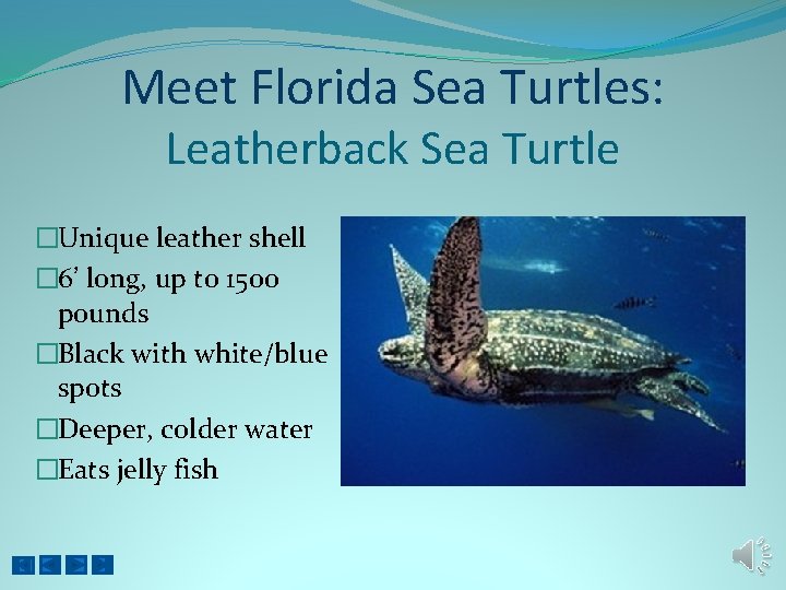 Meet Florida Sea Turtles: Leatherback Sea Turtle �Unique leather shell � 6’ long, up