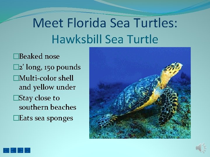 Meet Florida Sea Turtles: Hawksbill Sea Turtle �Beaked nose � 2’ long, 150 pounds