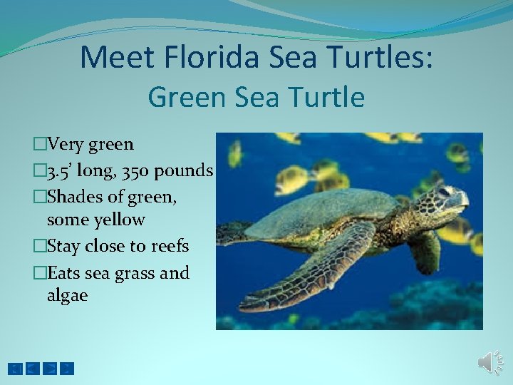 Meet Florida Sea Turtles: Green Sea Turtle �Very green � 3. 5’ long, 350