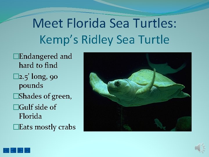 Meet Florida Sea Turtles: Kemp’s Ridley Sea Turtle �Endangered and hard to find �