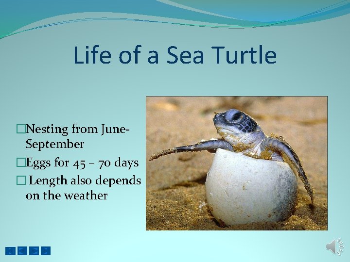 Life of a Sea Turtle �Nesting from June. September �Eggs for 45 – 70