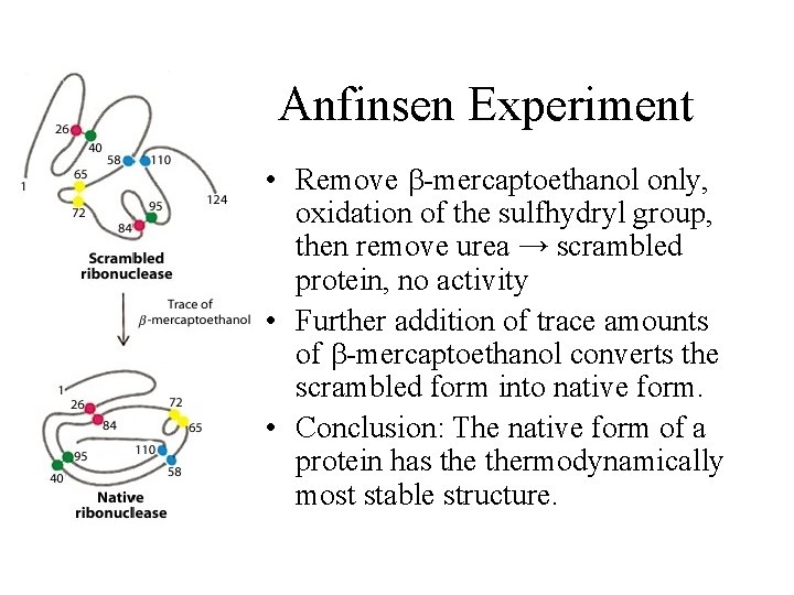 Anfinsen Experiment • Remove -mercaptoethanol only, oxidation of the sulfhydryl group, then remove urea