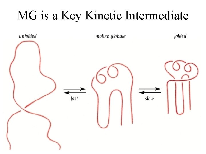 MG is a Key Kinetic Intermediate 