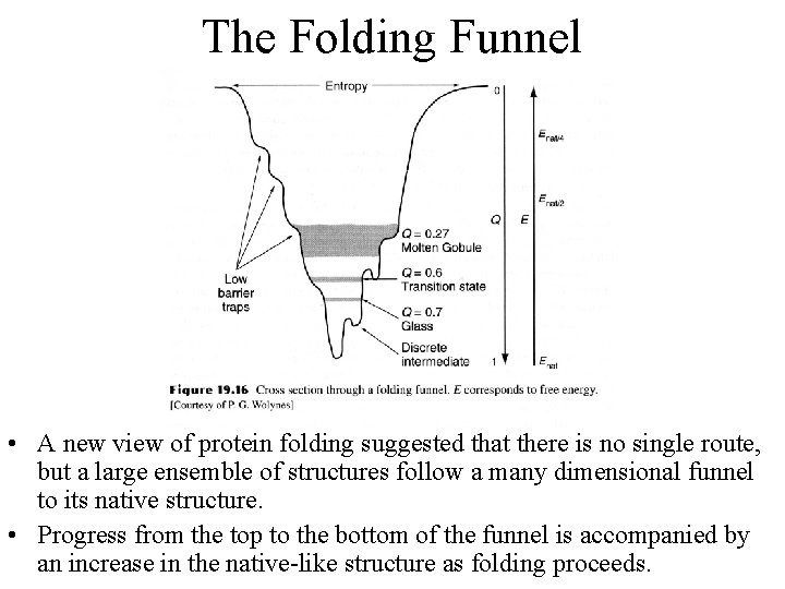 The Folding Funnel • A new view of protein folding suggested that there is