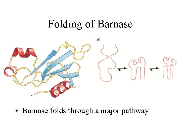 Folding of Barnase • Barnase folds through a major pathway 