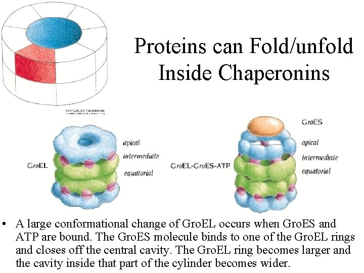 Proteins can Fold/unfold Inside Chaperonins • A large conformational change of Gro. EL occurs
