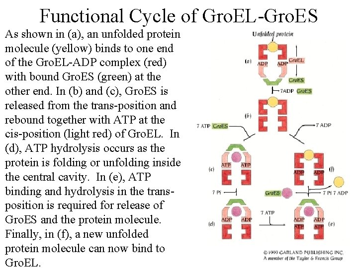 Functional Cycle of Gro. EL-Gro. ES As shown in (a), an unfolded protein molecule