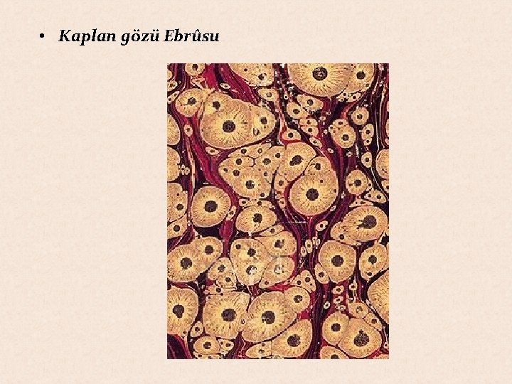  • Kaplan gözü Ebrûsu 