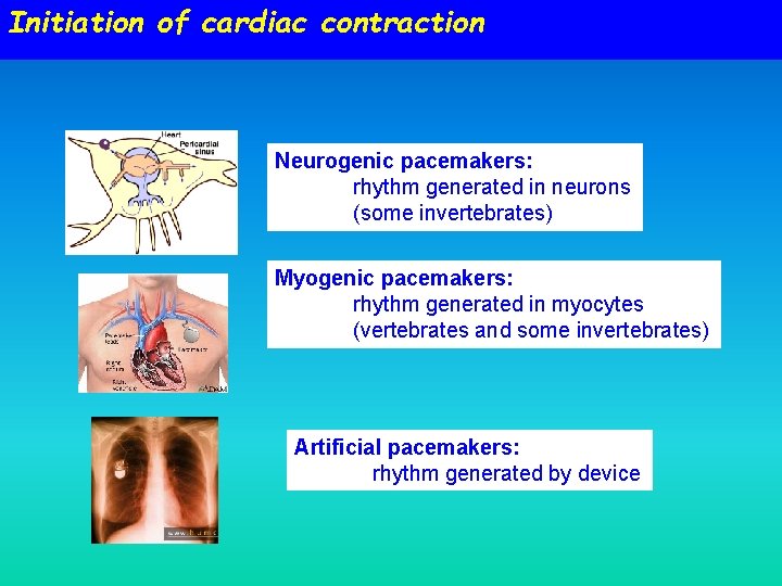 Initiation of cardiac contraction Neurogenic pacemakers: rhythm generated in neurons (some invertebrates) Myogenic pacemakers: Initiation of cardiac contraction Neurogenic pacemakers: rhythm generated in neurons (some invertebrates) Myogenic pacemakers: