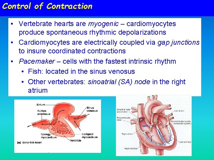 Control of Contraction • Vertebrate hearts are myogenic – cardiomyocytes produce spontaneous rhythmic depolarizations