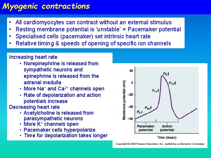 Myogenic contractions • • All cardiomyocytes can contract without an external stimulus Resting membrane Myogenic contractions • • All cardiomyocytes can contract without an external stimulus Resting membrane