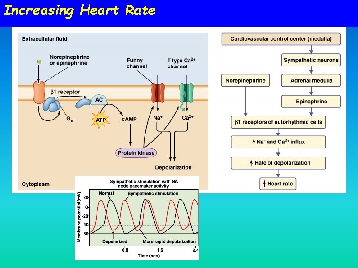 Increasing Heart Rate Increasing Heart Rate