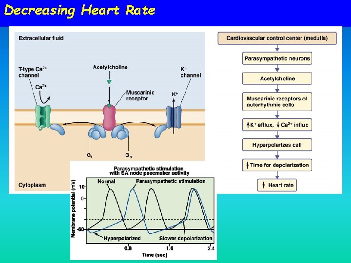 Decreasing Heart Rate 