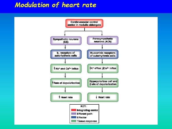 Modulation of heart rate Modulation of heart rate