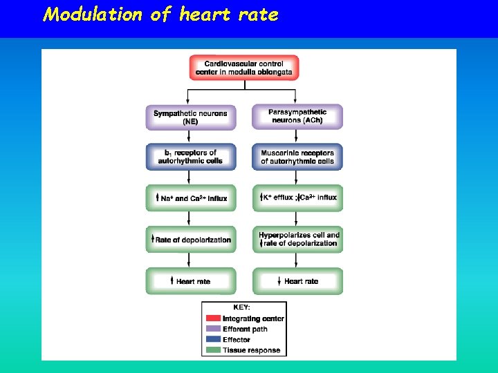 Modulation of heart rate 