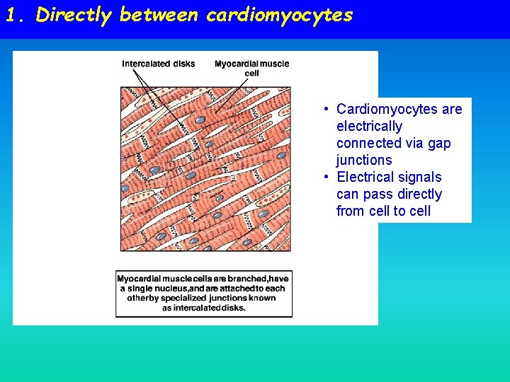 1. Directly between cardiomyocytes • Cardiomyocytes are electrically connected via gap junctions • Electrical 1. Directly between cardiomyocytes • Cardiomyocytes are electrically connected via gap junctions • Electrical