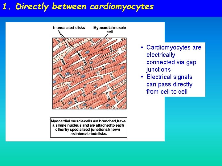 1. Directly between cardiomyocytes • Cardiomyocytes are electrically connected via gap junctions • Electrical