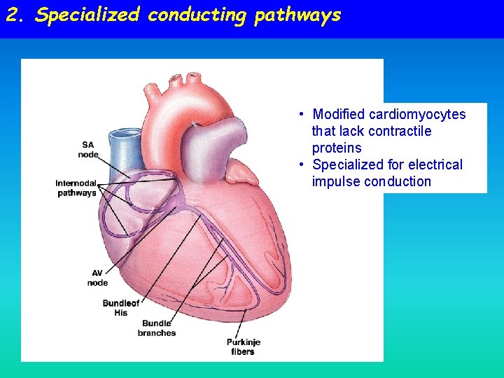 2. Specialized conducting pathways • Modified cardiomyocytes that lack contractile proteins • Specialized for