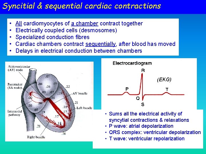 Syncitial & sequential cardiac contractions • • • All cardiomyocytes of a chamber contract