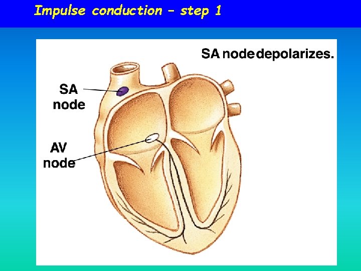 Impulse conduction – step 1 Impulse conduction – step 1