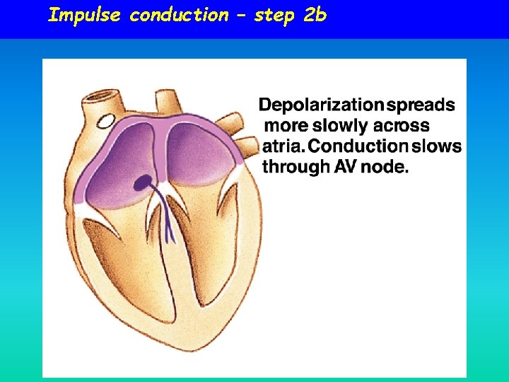 Impulse conduction – step 2 b 