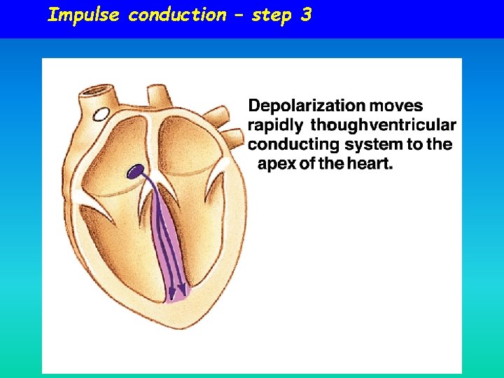 Impulse conduction – step 3 Impulse conduction – step 3