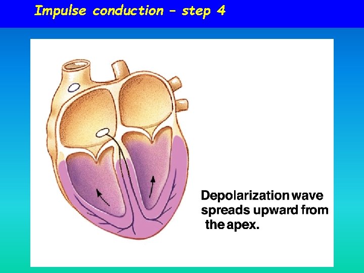 Impulse conduction – step 4 