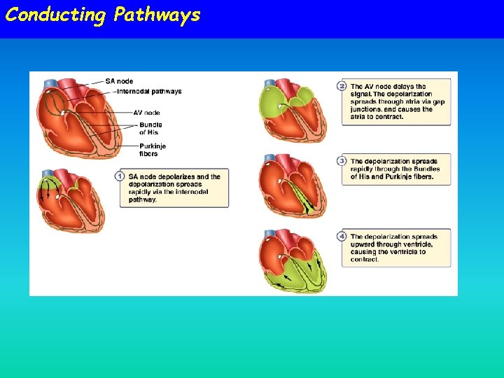 Conducting Pathways Conducting Pathways