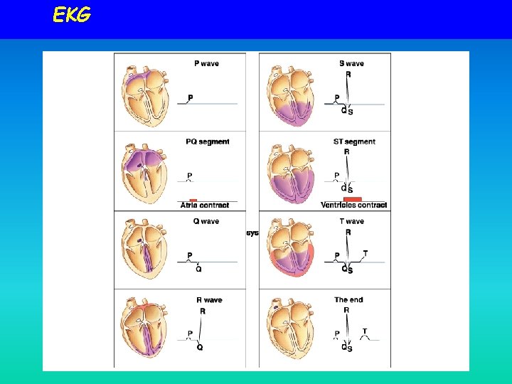 EKG EKG