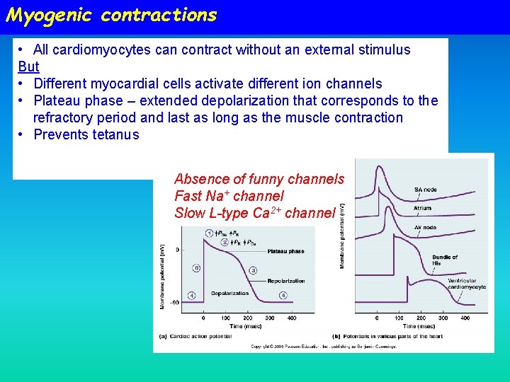 Myogenic contractions • All cardiomyocytes can contract without an external stimulus But • Different Myogenic contractions • All cardiomyocytes can contract without an external stimulus But • Different