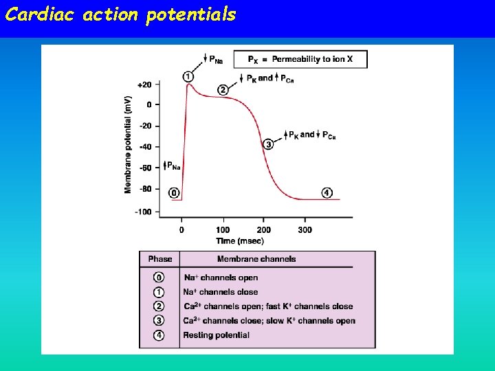 Cardiac action potentials 