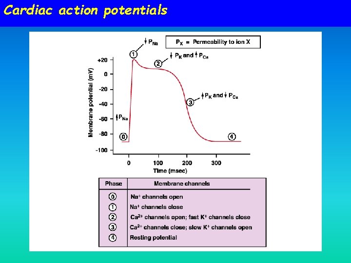 Cardiac action potentials Cardiac action potentials