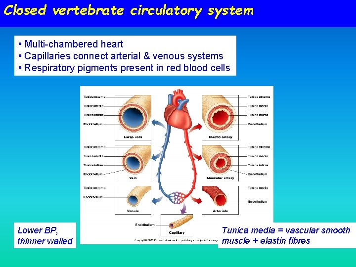 Closed vertebrate circulatory system • Multi-chambered heart • Capillaries connect arterial & venous systems